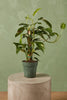 Epipremnum pinnatum 'Albo'