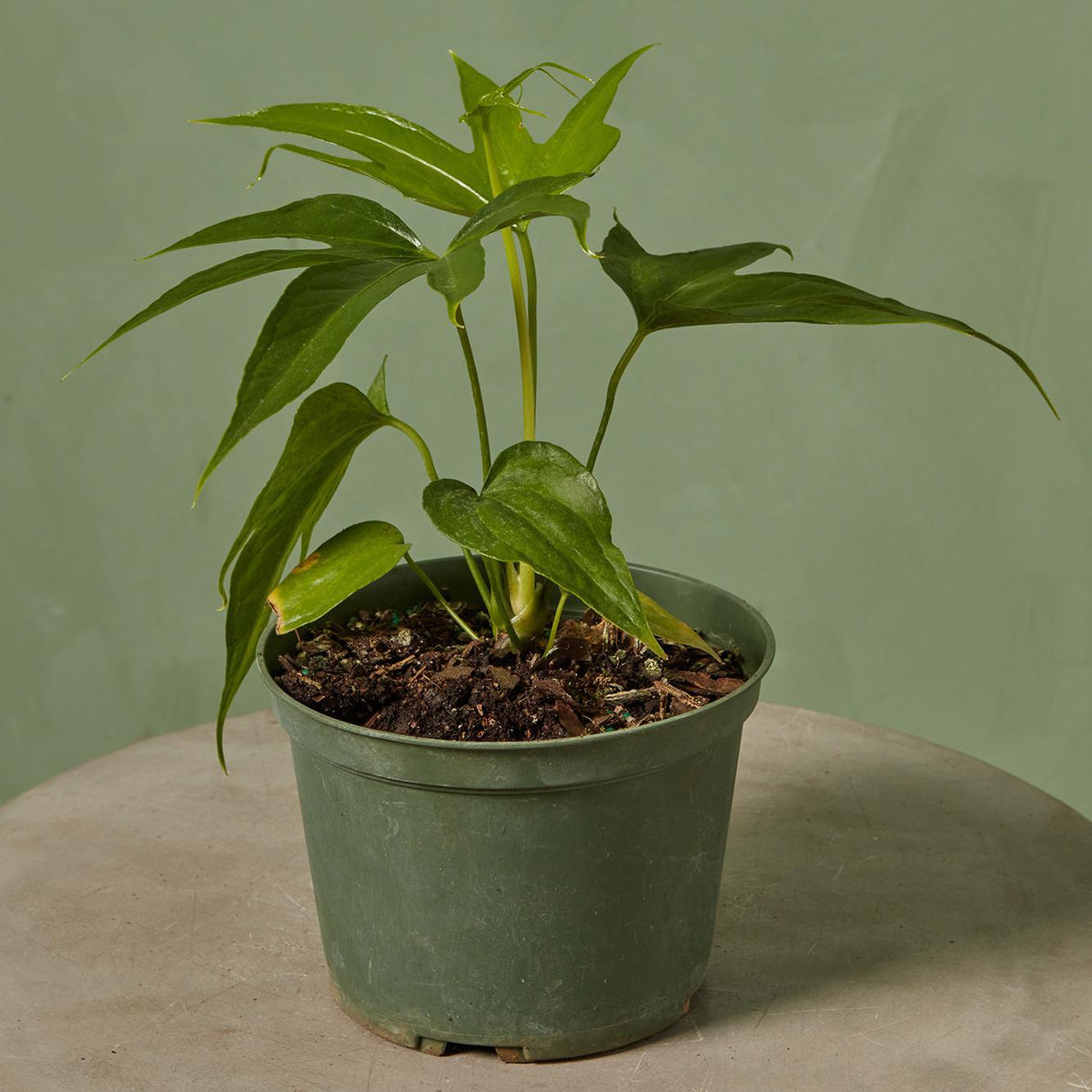 anthurium pedal Anthurium 'Fingers'