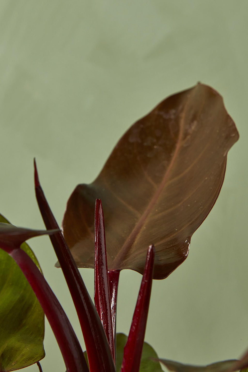 mccolley's finale philodendron Philodendron 'McColley's Finale'