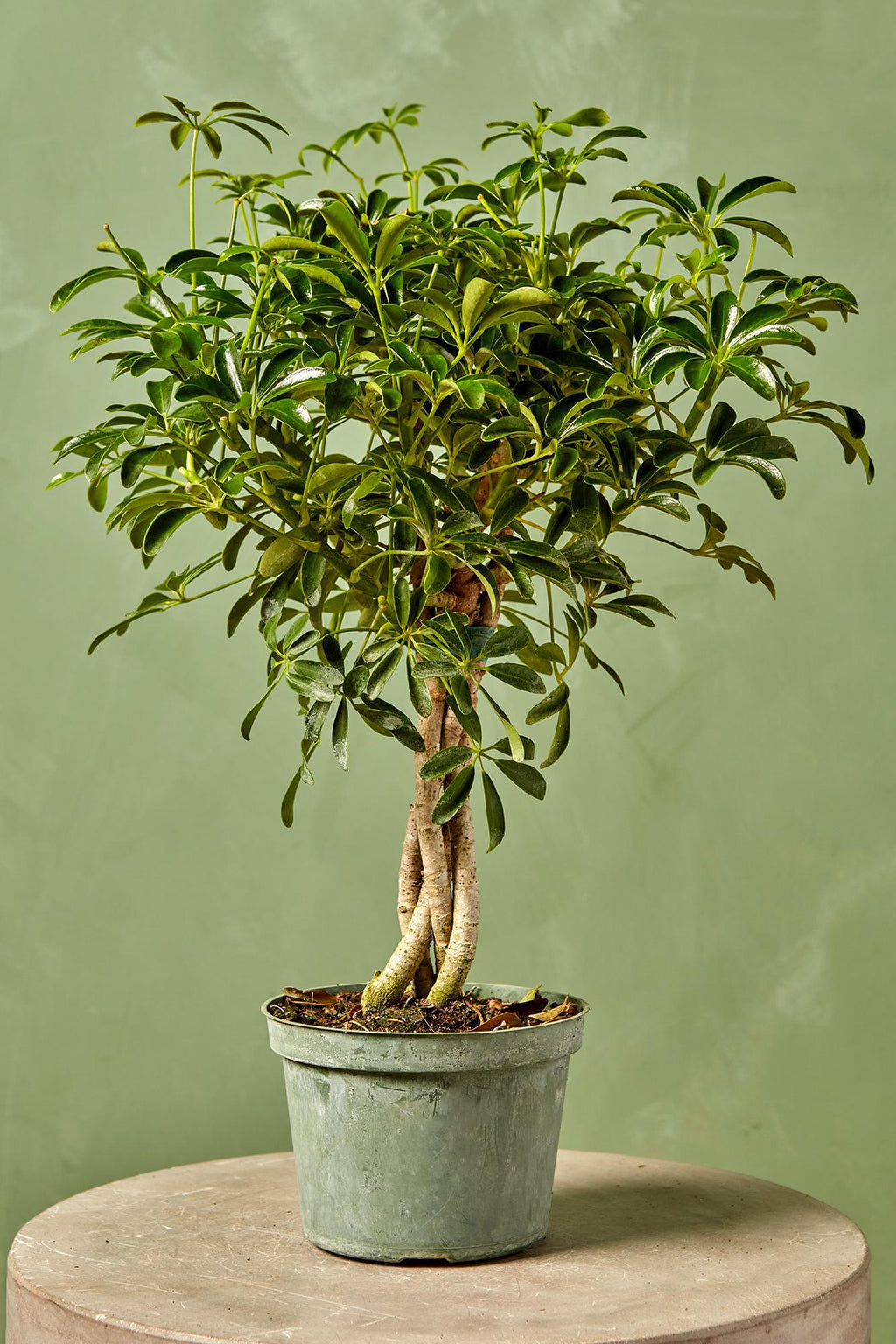 how big do schefflera arboricola mini dwarf umbrella tree Umbrella Tree 14" Twist