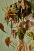 Philodendron 'Micans'