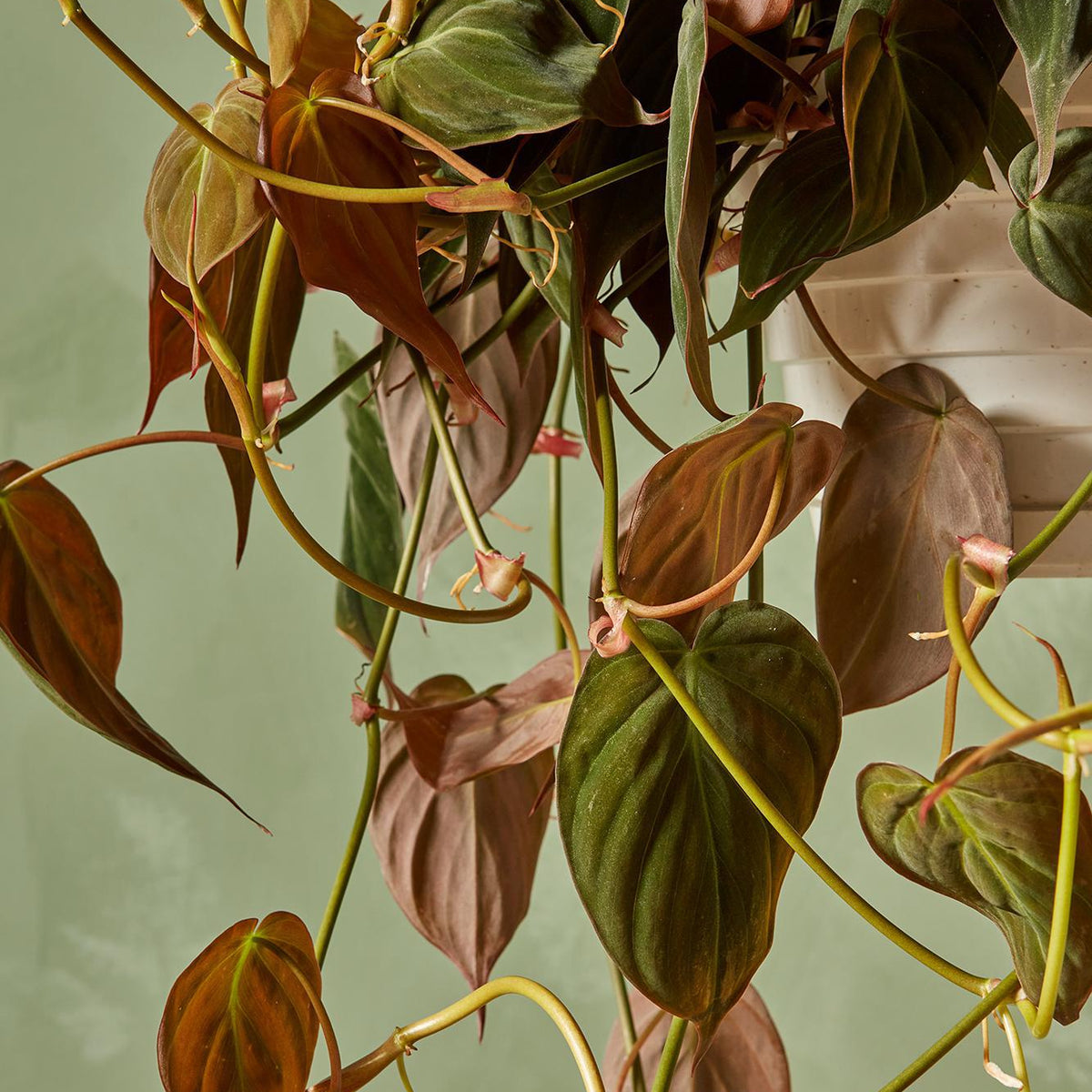 Philodendron 'Micans' 8