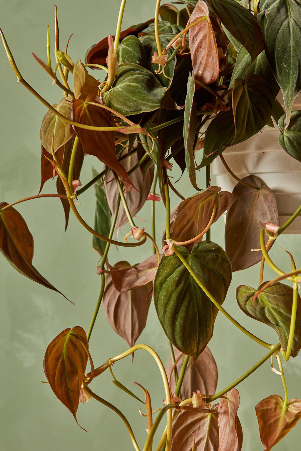 philodendron micans climbing Philodendron 'Micans' 8" Hanging Basket