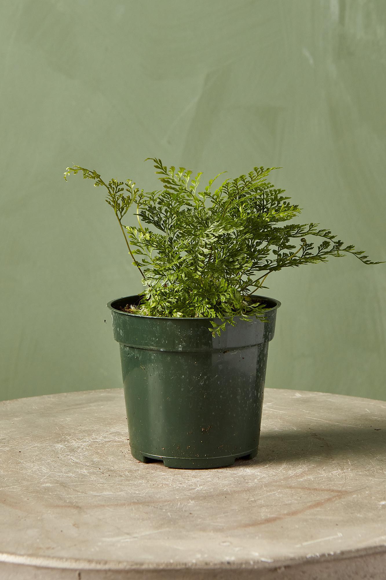 Rabbit's Foot Fern