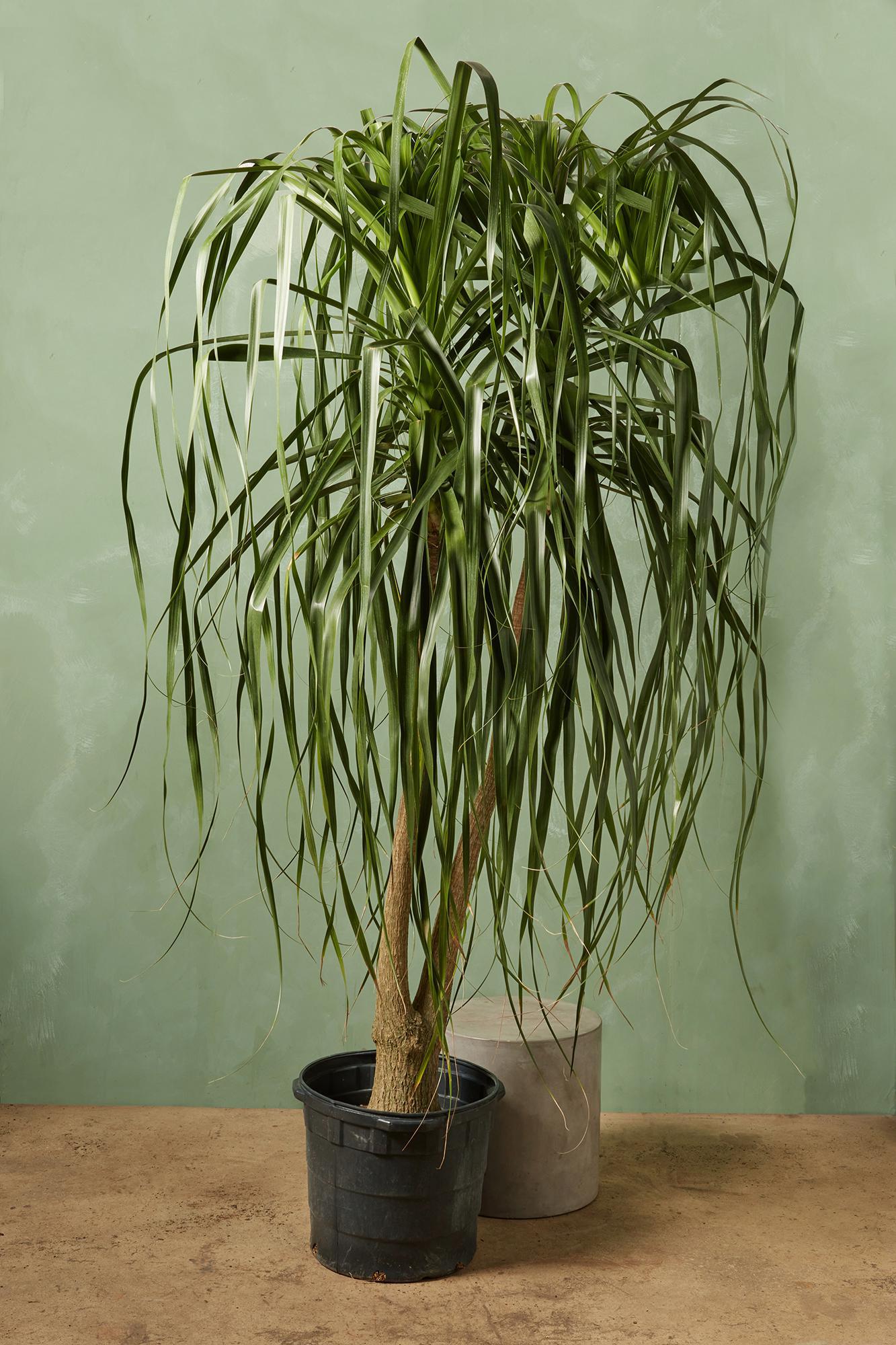 Ponytail Palm