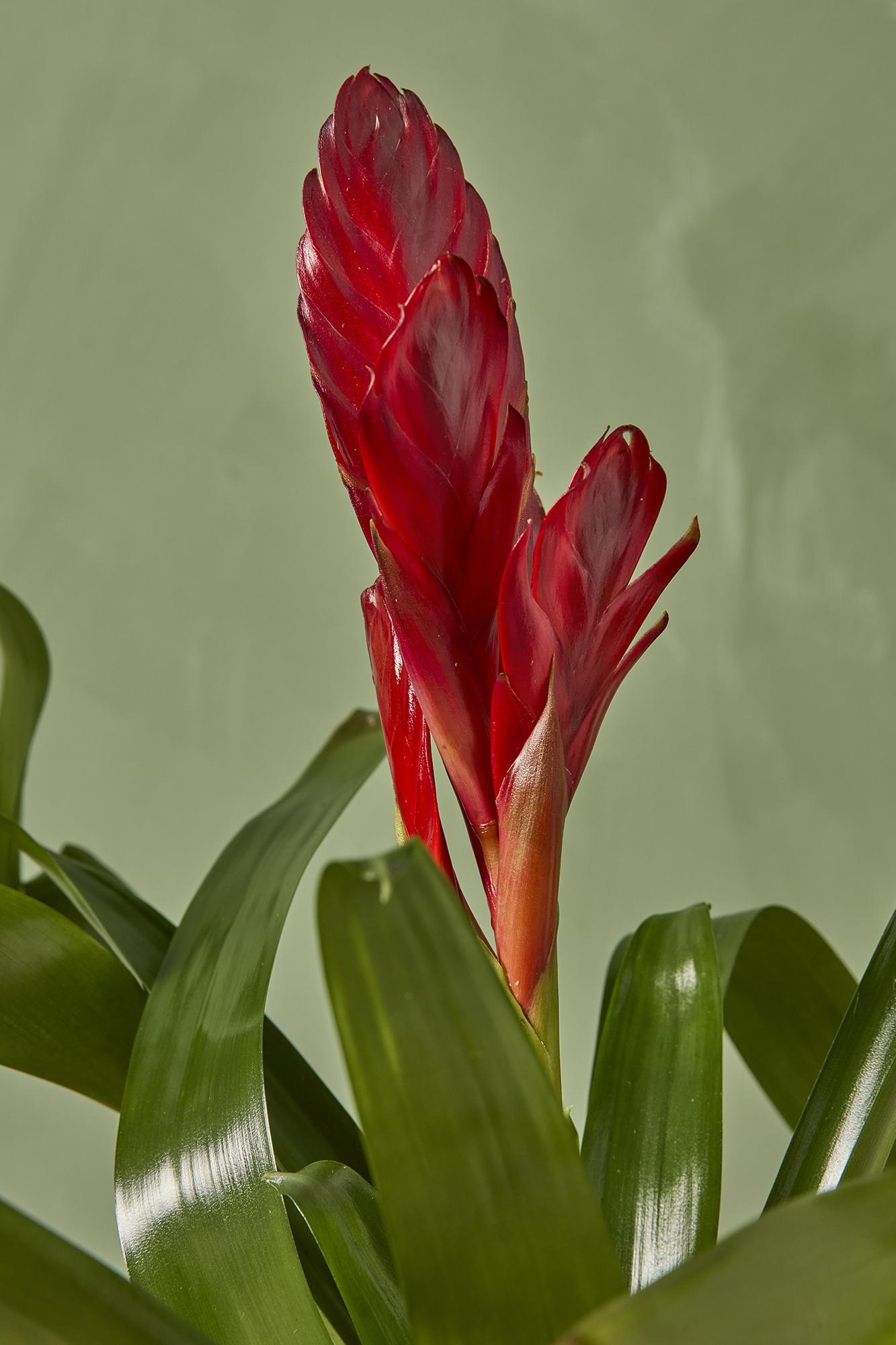 Bromeliad Vriesea