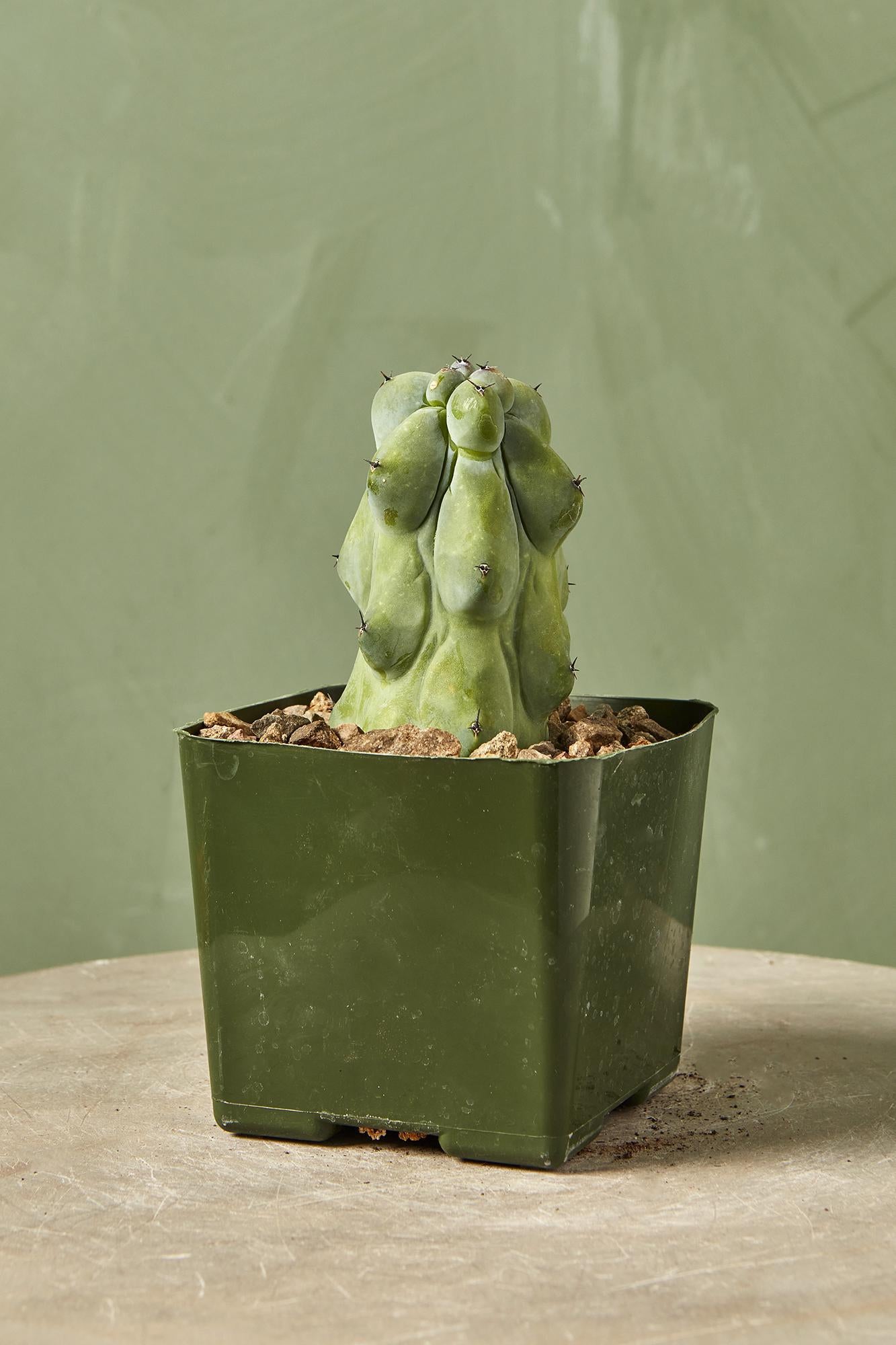 Boobie Cactus