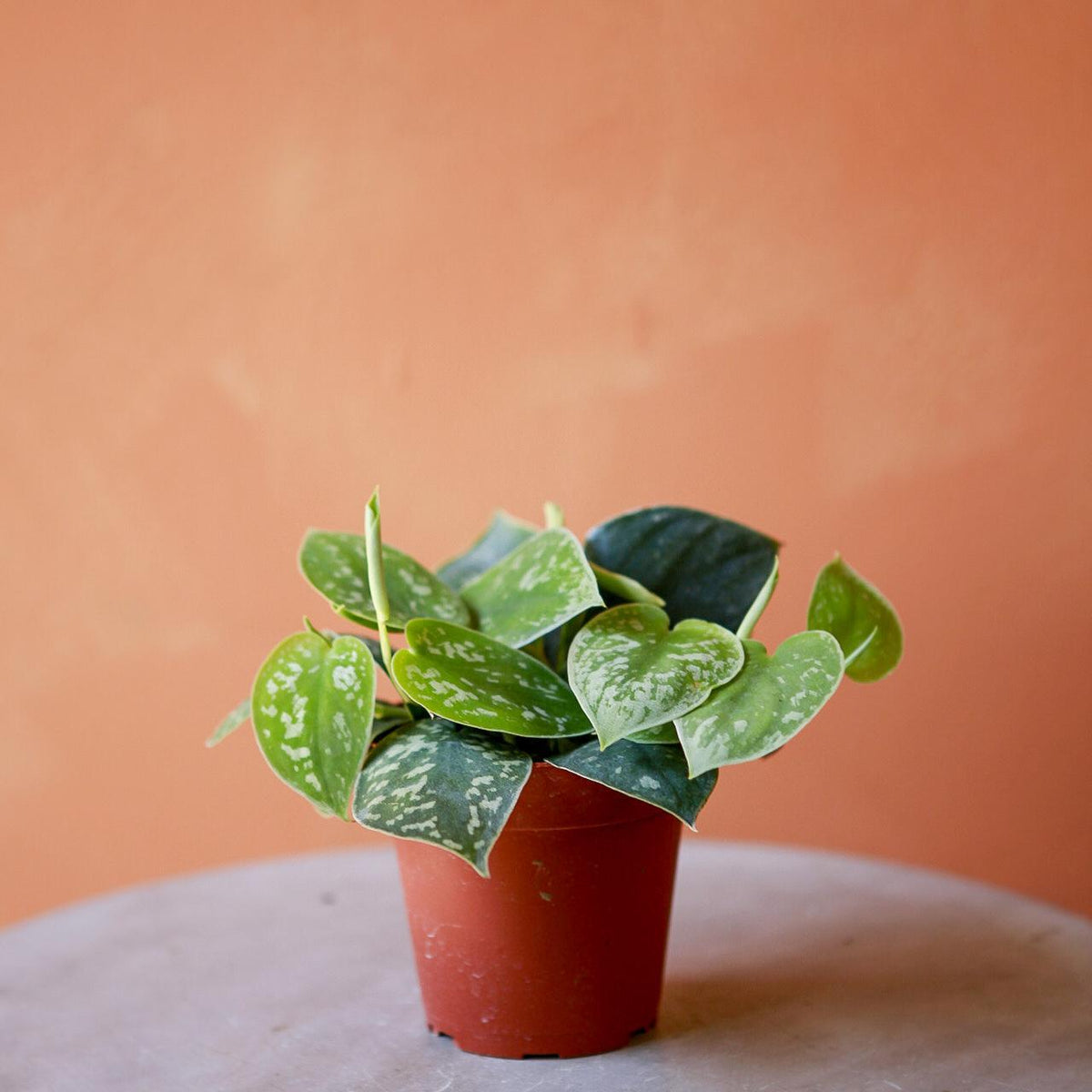 plant silver pothos Scindapsus 'Silver Satin' 4" Large Leaf