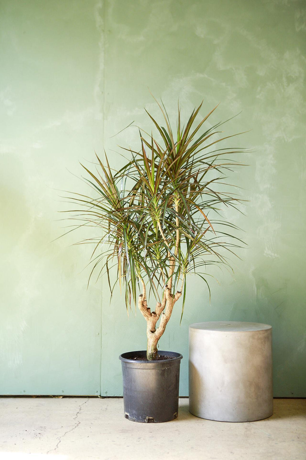 dracaena pomada Dracaena 'Magenta'