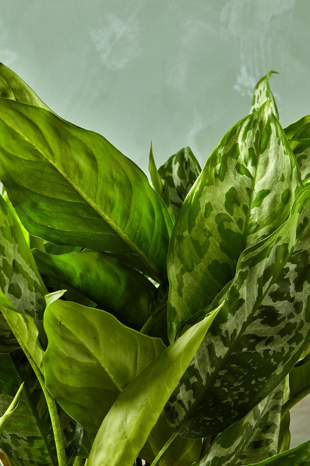 aglaonema red peacock price Aglaonema 'Peacock'