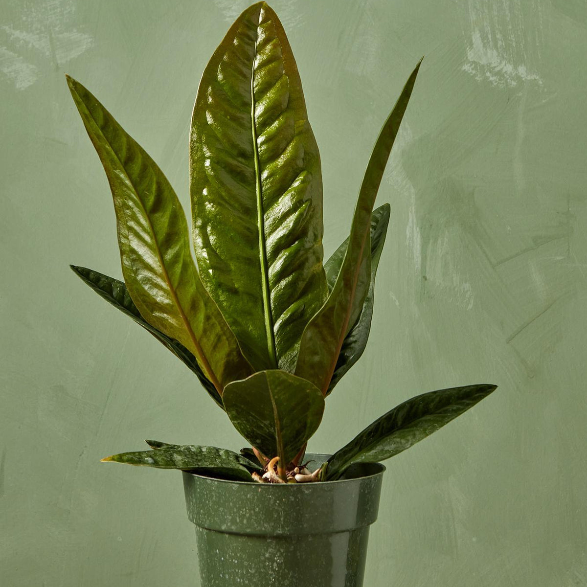 anthurium superbum mature Anthurium superbum