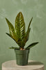 Anthurium superbum