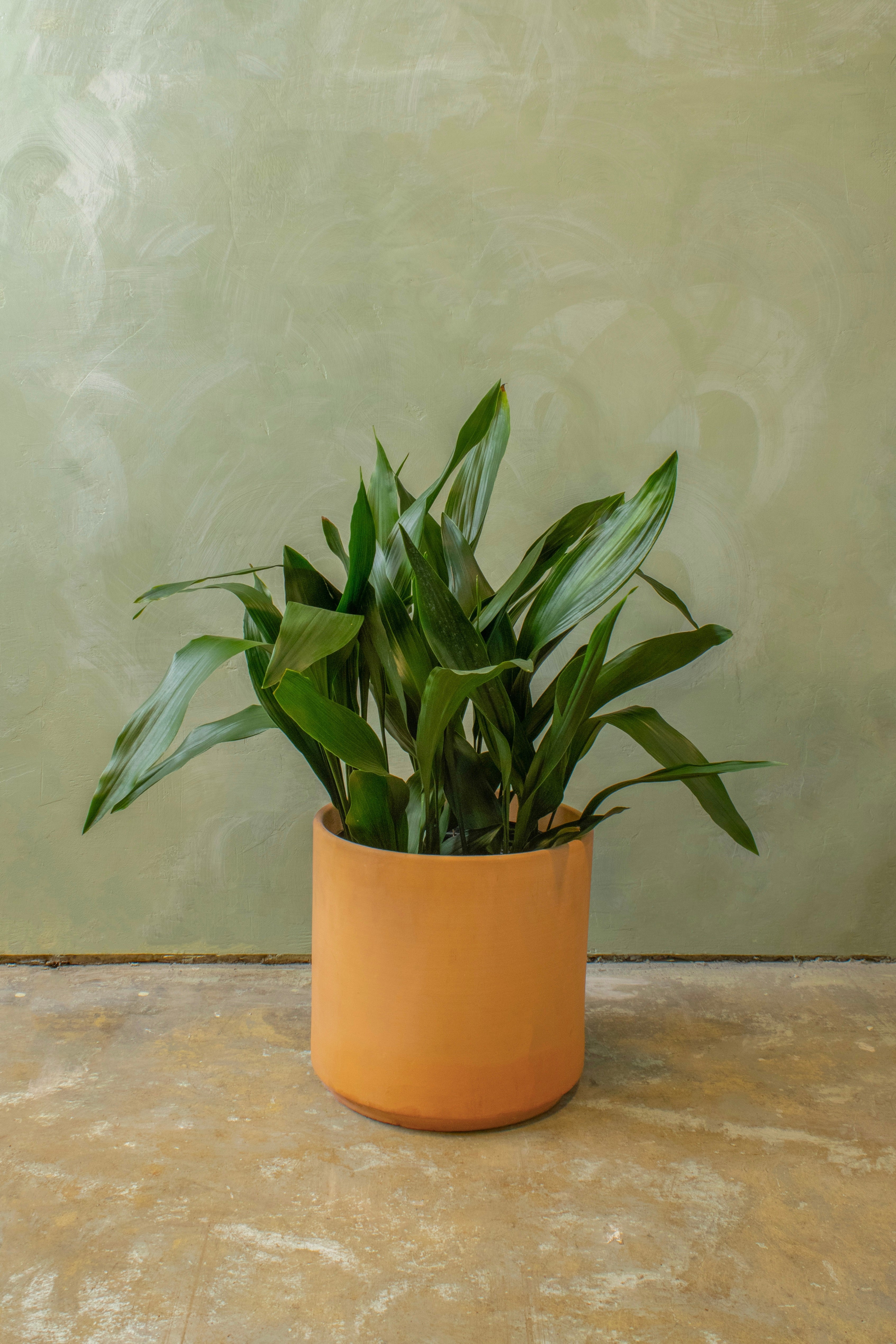 Potted 10" Cast Iron