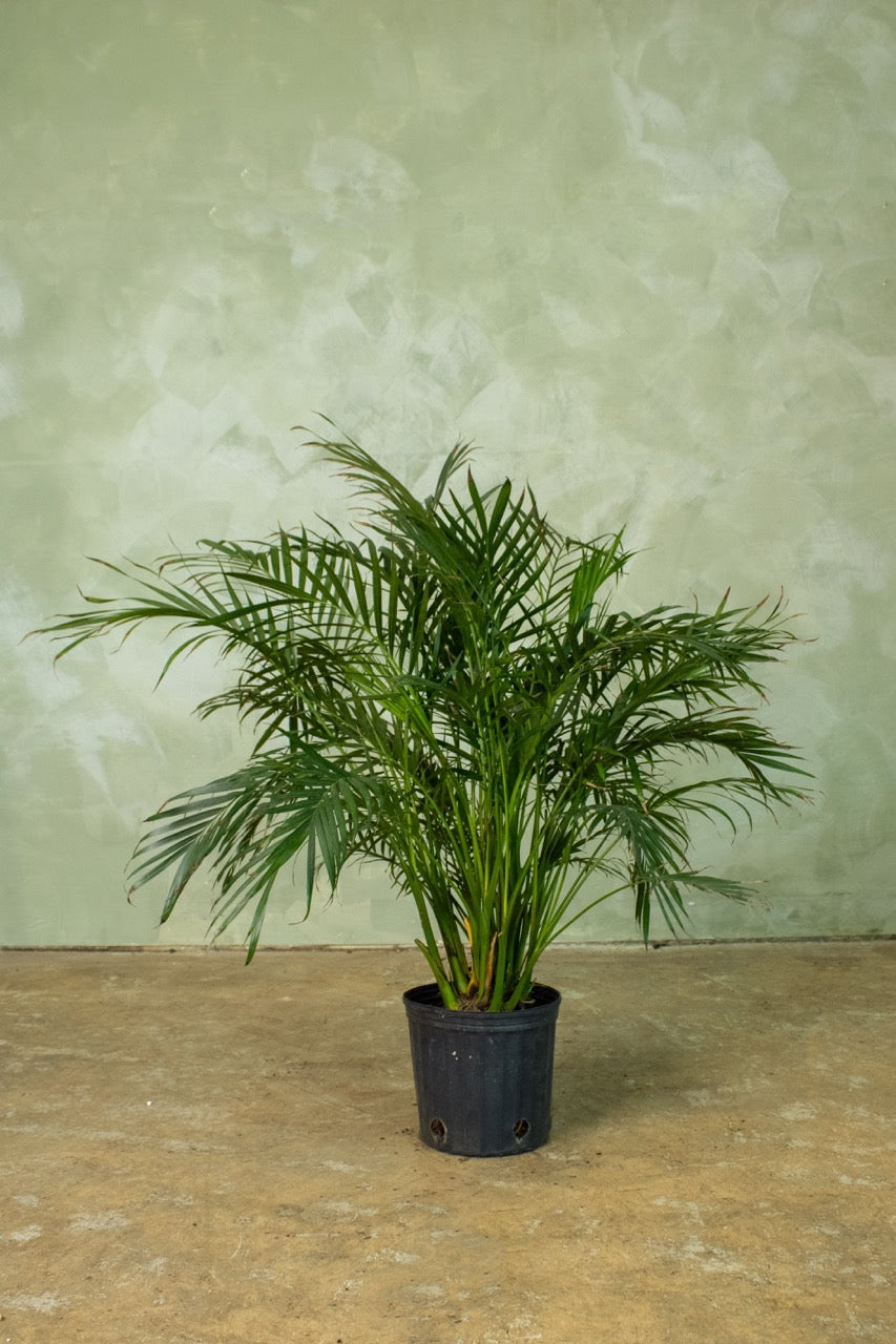 14" Cat Palm