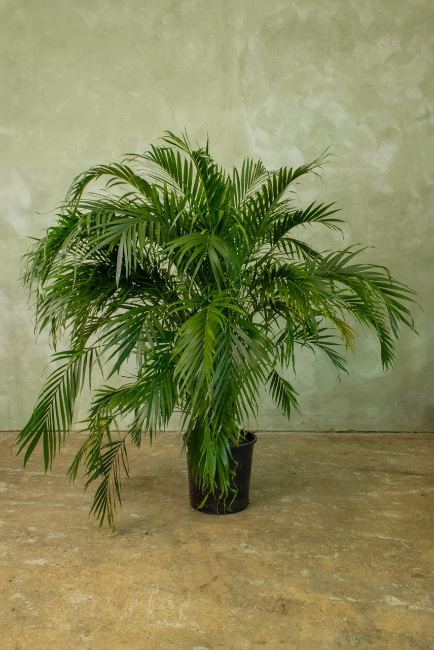 17" Cat Palm
