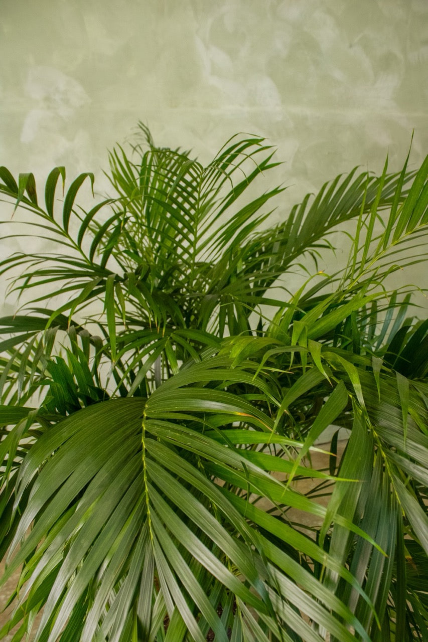 17" Cat Palm