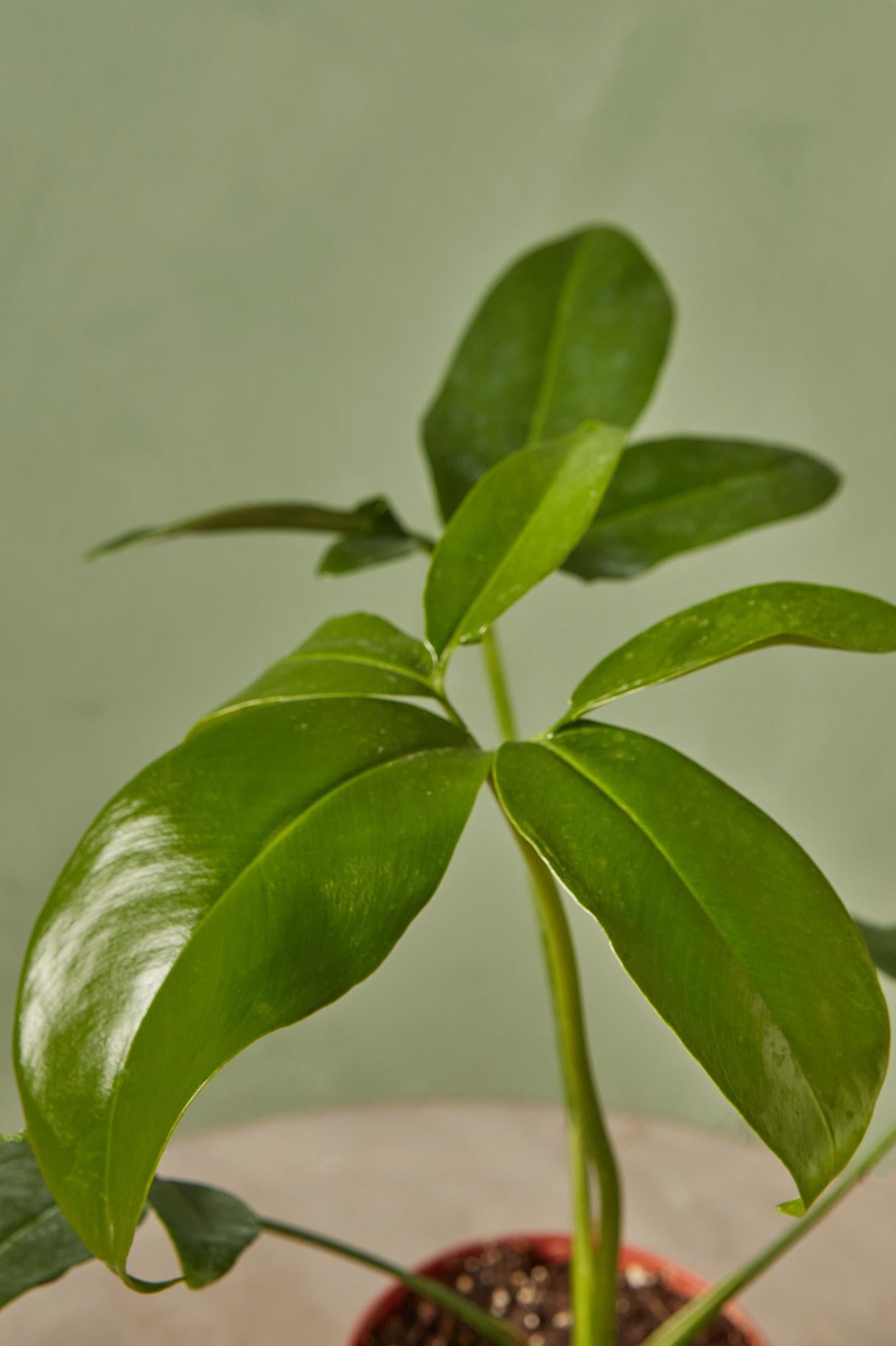 Finger Leaf Philodendron