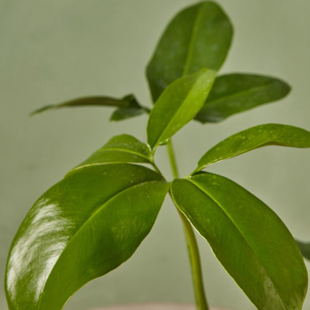 philodendron goeldii care Finger Leaf Philodendron