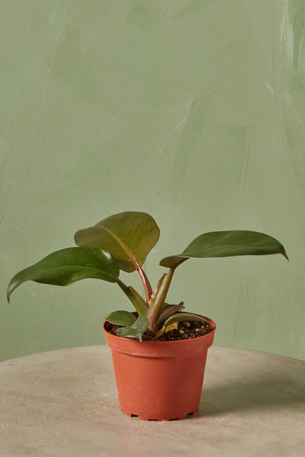 black cardinal philodendron imperial red vs rojo congo Philodendron 'Black Cardinal'