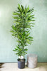 Dracaena 'Gold Dream'