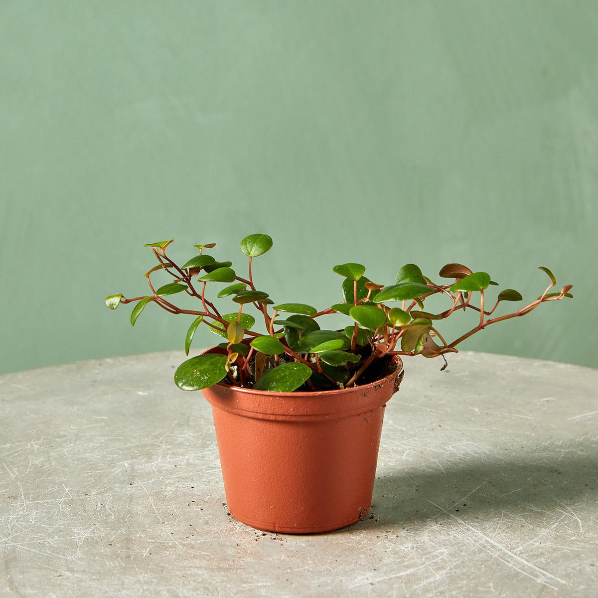 ruby cascade succulent Peperomia 'Ruby Cascade'