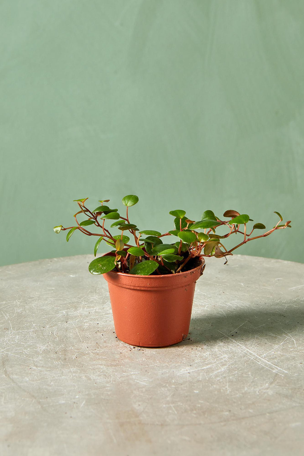 altman plants 6 in. peperomia ruby cascade hanging basket Peperomia 'Ruby Cascade'