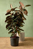Rubber Plant 'Burgundy'