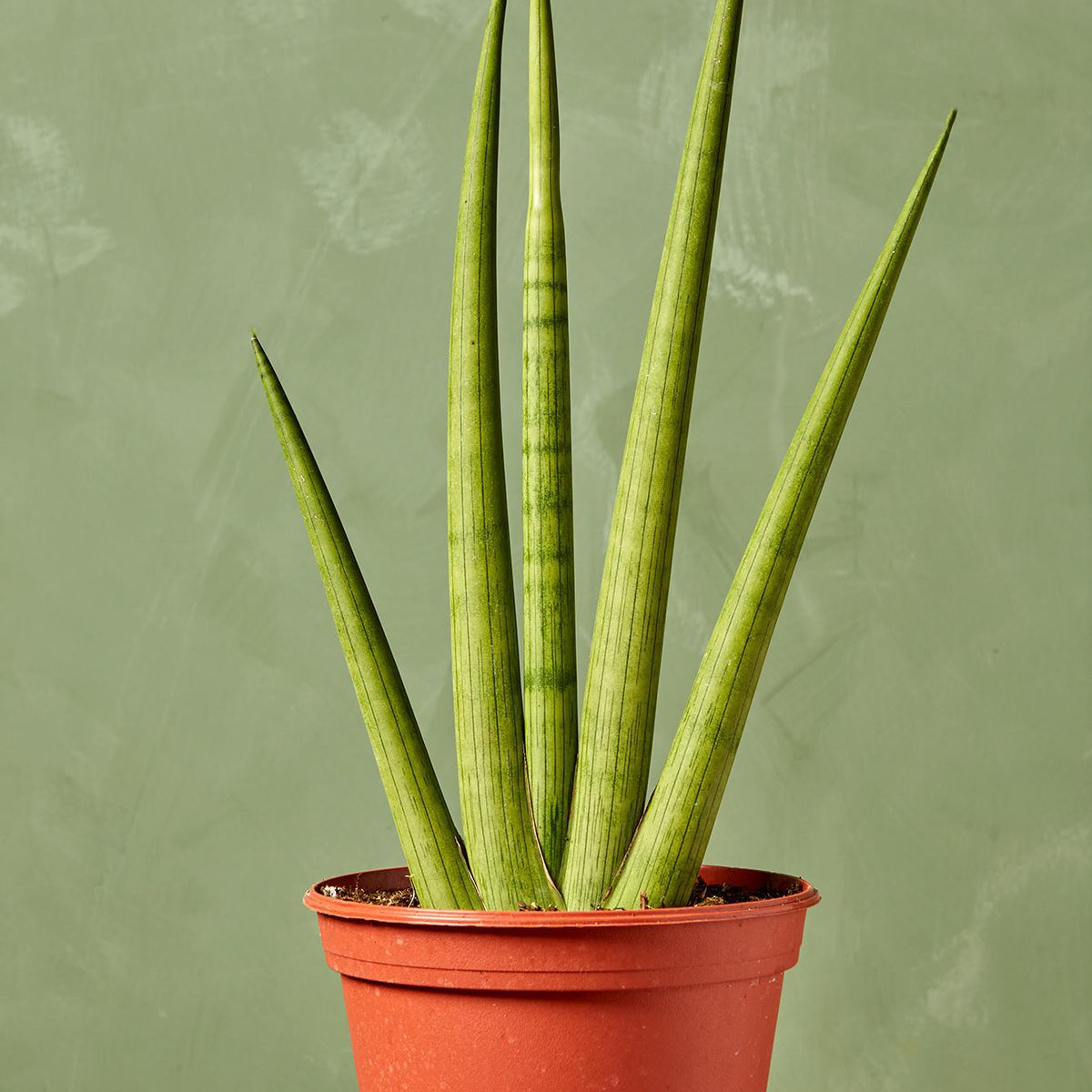 'Starfish' Snake Plant