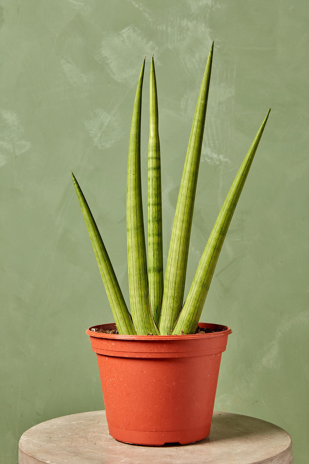 ocean star snake plant Starfish' Snake Plant