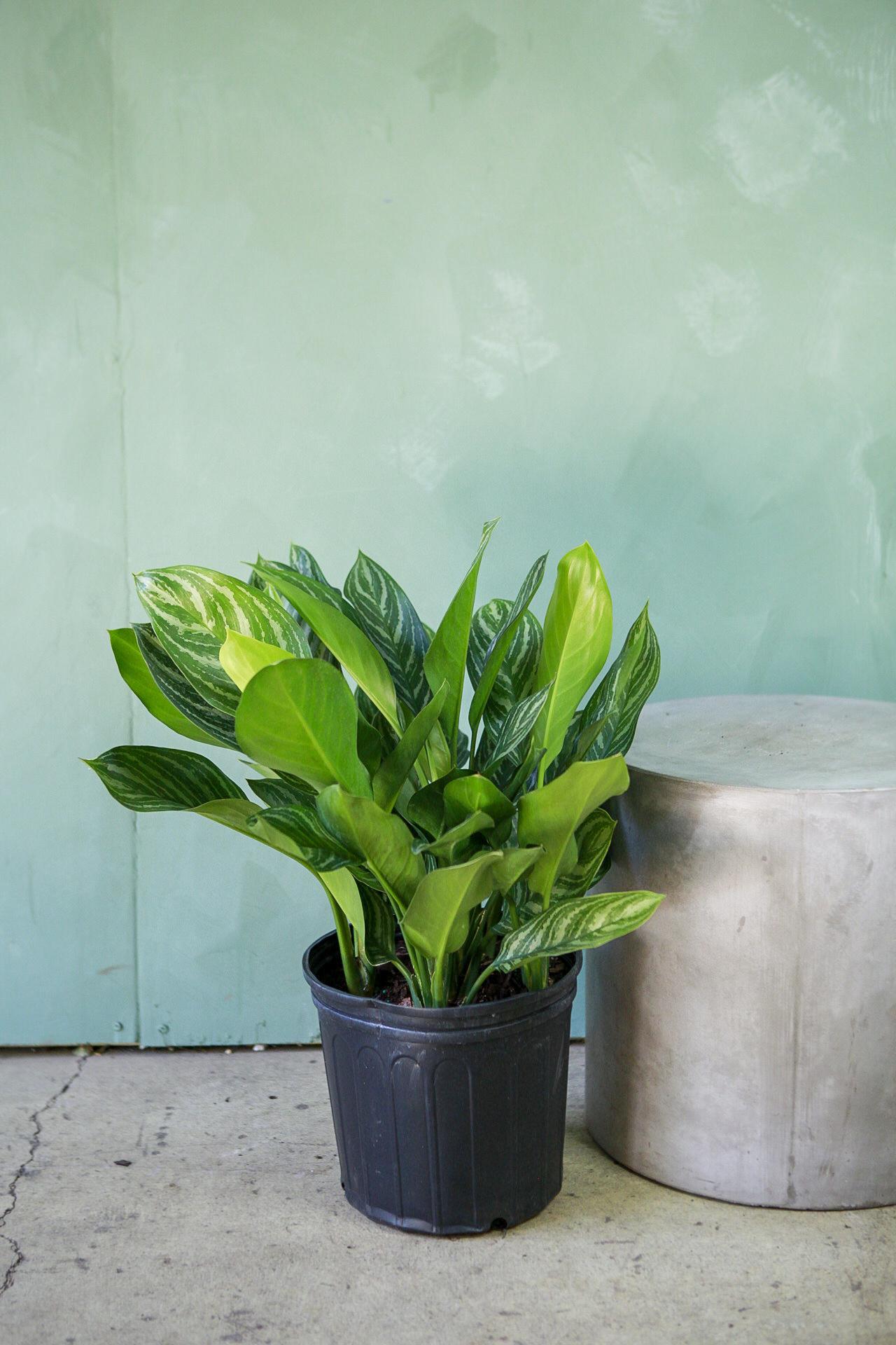 Aglaonema 'Stripes'