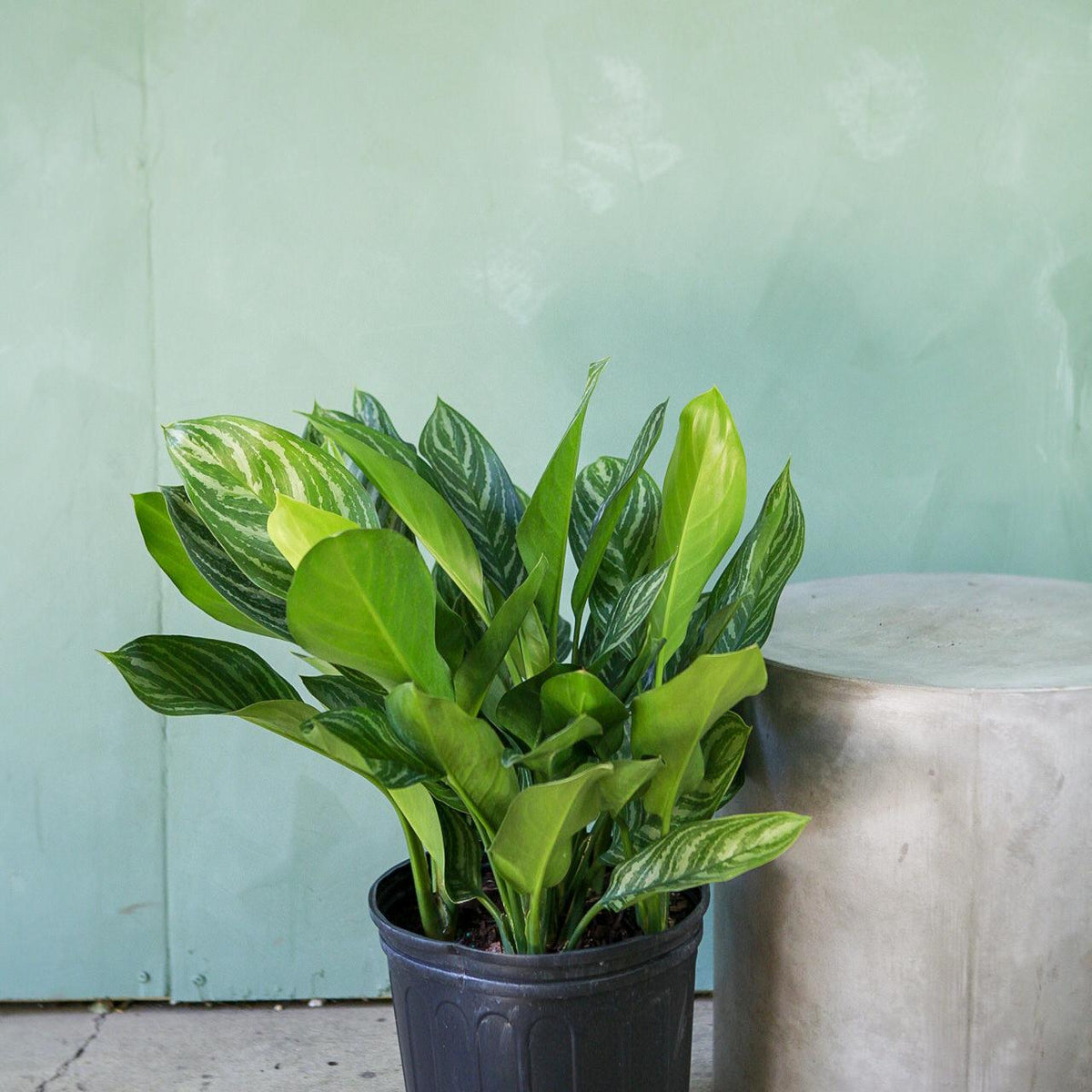 aglaonema banded Aglaonema 'Stripes'