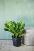Aglaonema 'Stripes'
