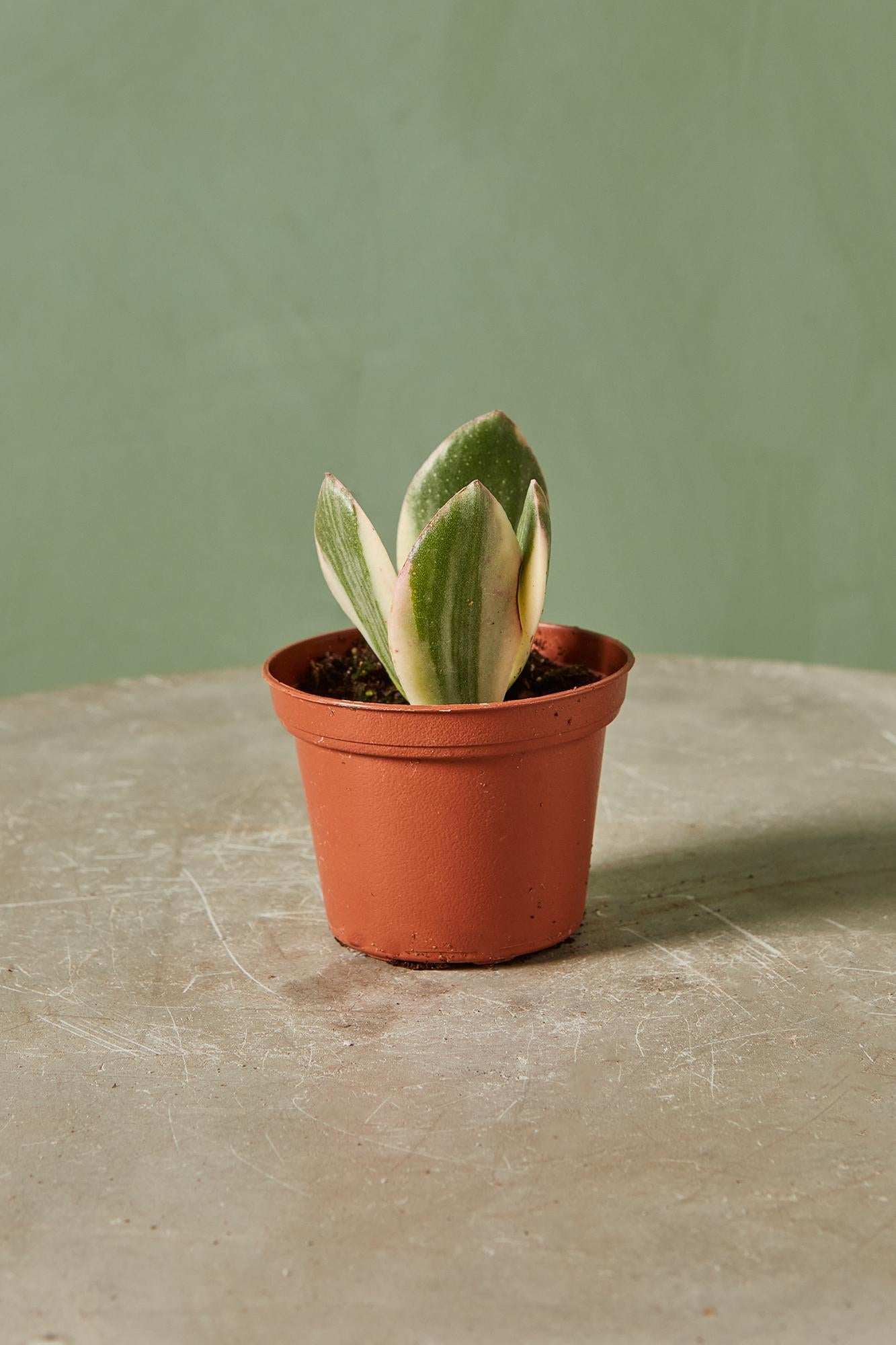 Variegated Jade Plant