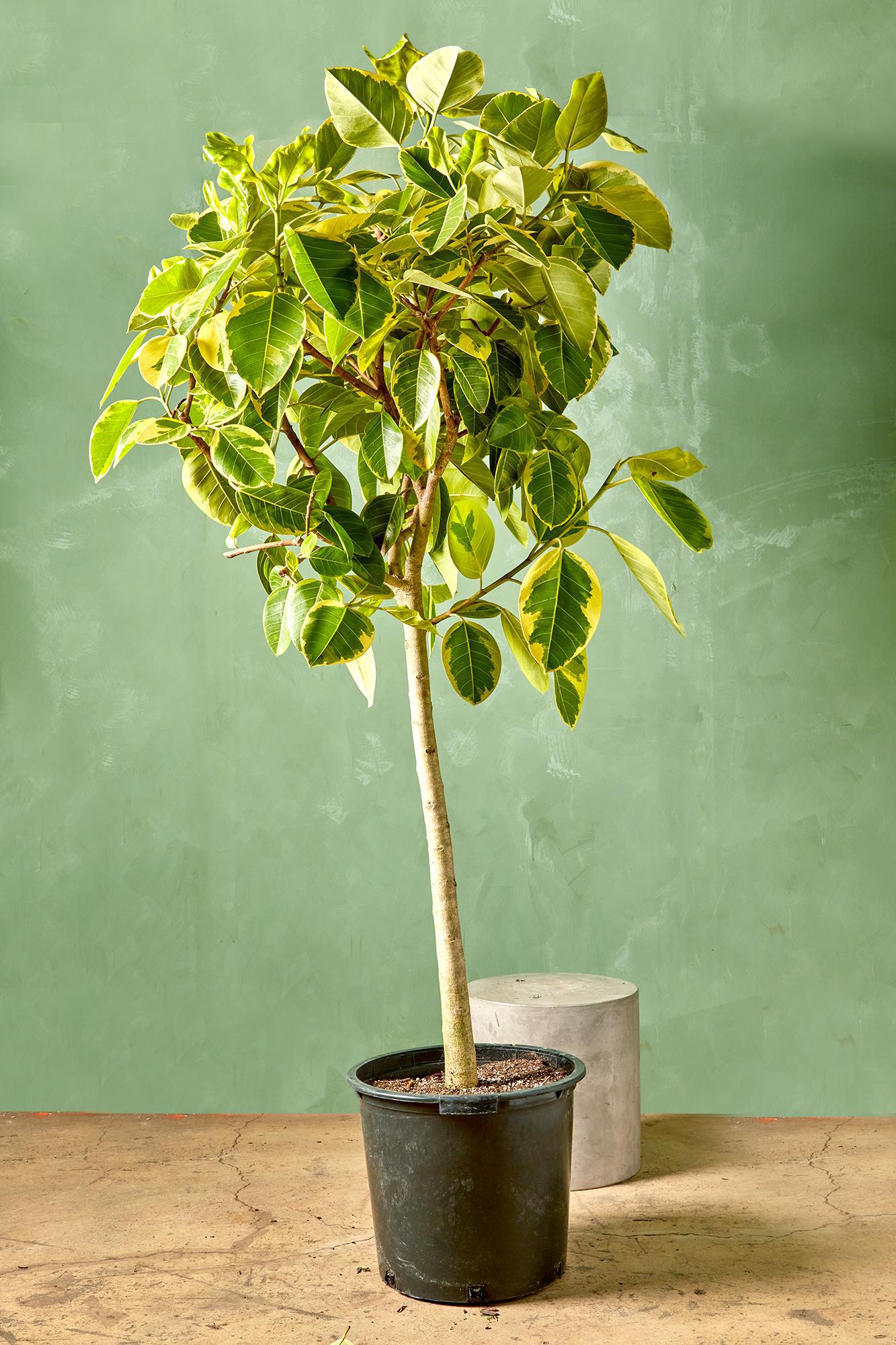 Ficus altissima