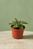 Gasteria 'Romeo'