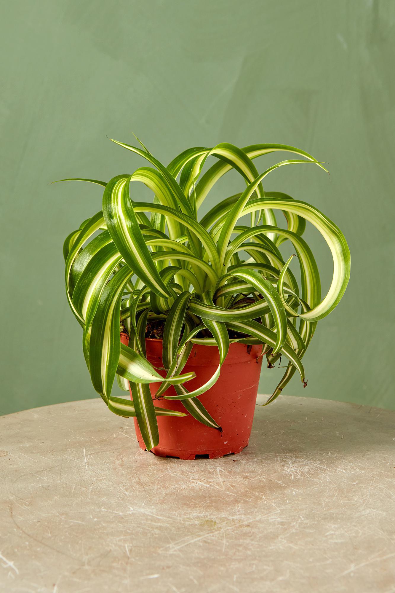 Spider Plant 'Bonnie'