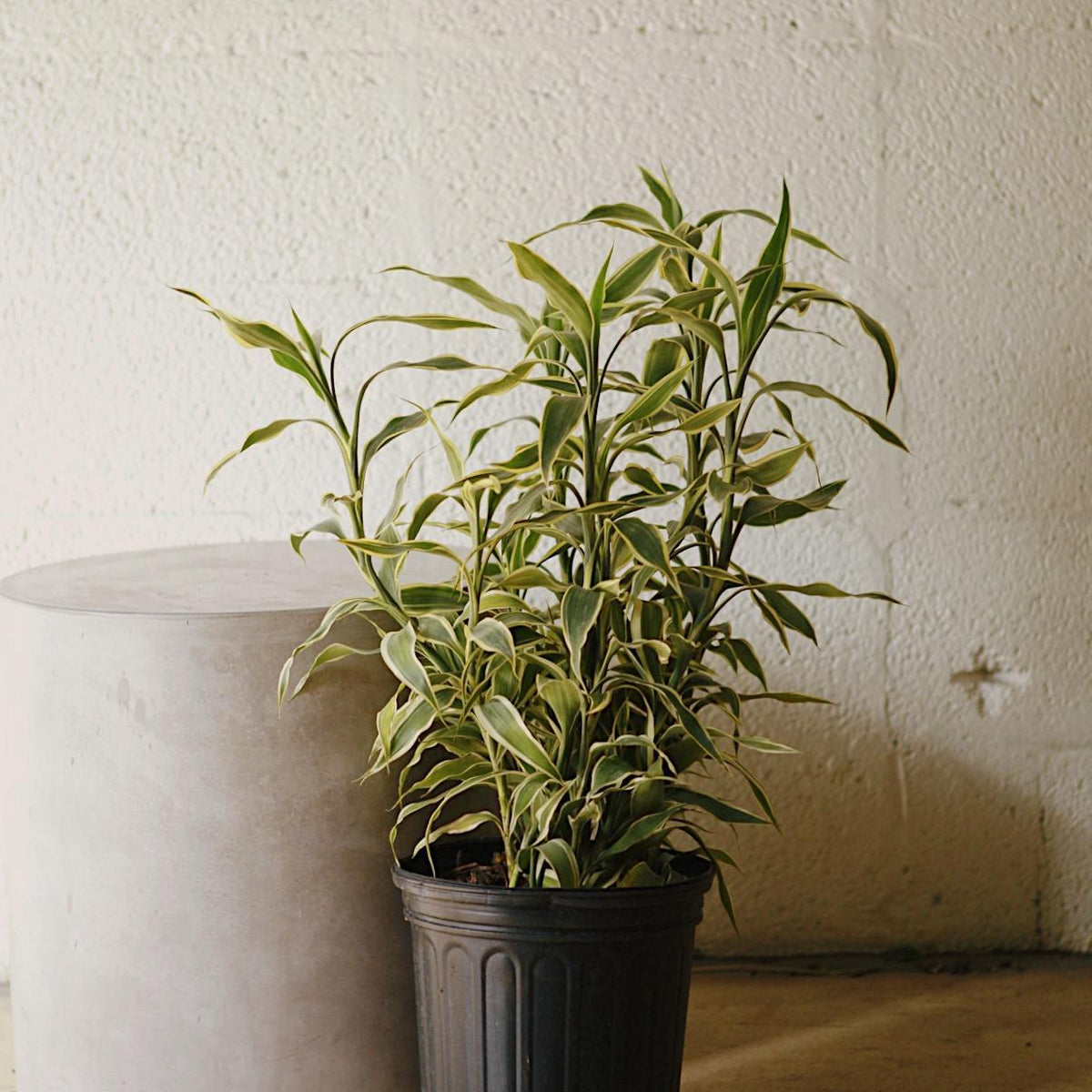 dracaena sanderiana white Dracaena Sanderiana