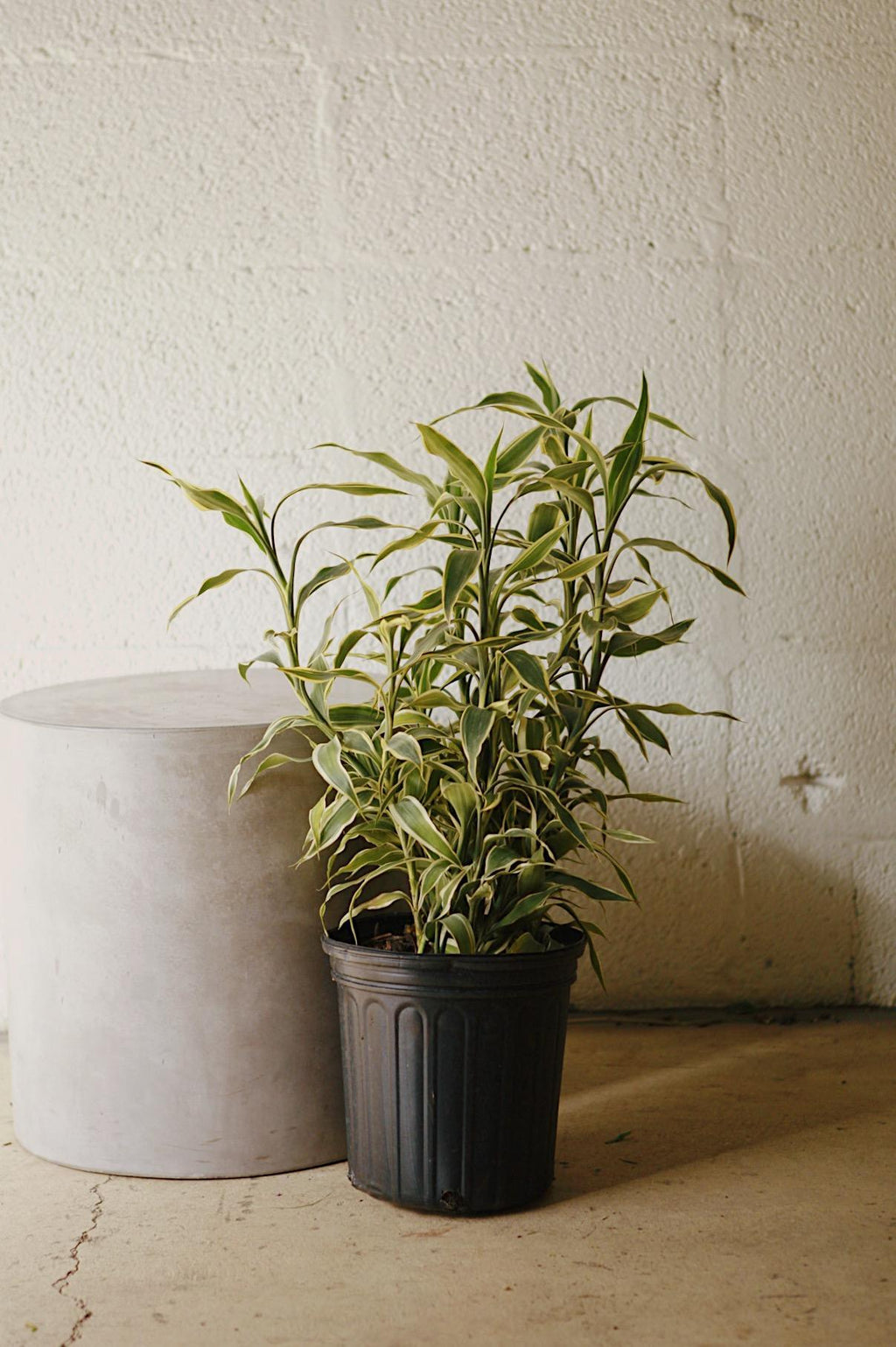 dracaena sanderiana características Dracaena Sanderiana