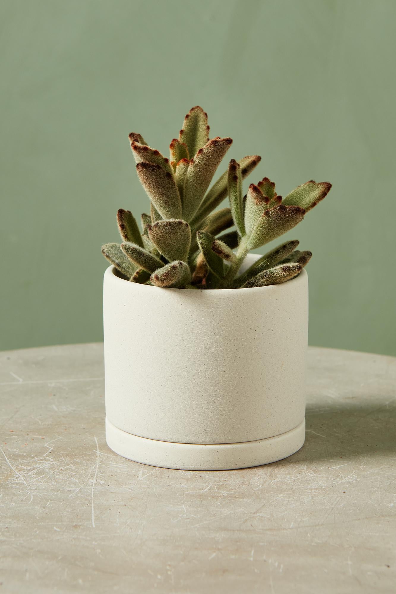 Bombola Planter