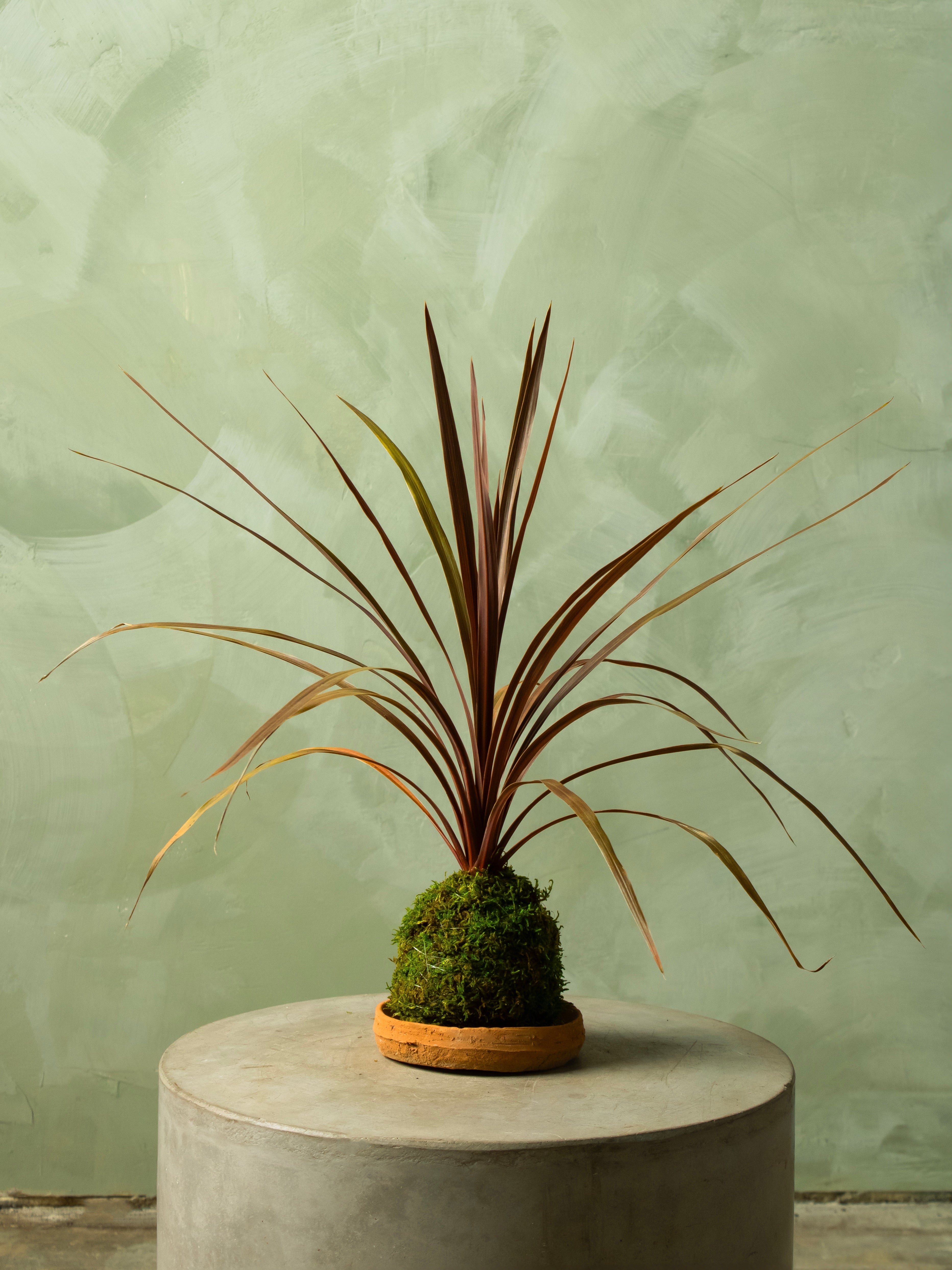 Kokedama Workshop @ Shaw - 7pm on July 22nd