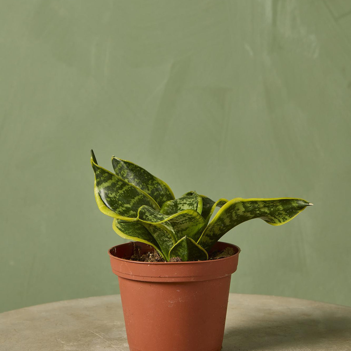 artificial snake plant without pot Artificial Snake Plant – Casa Mona Decor