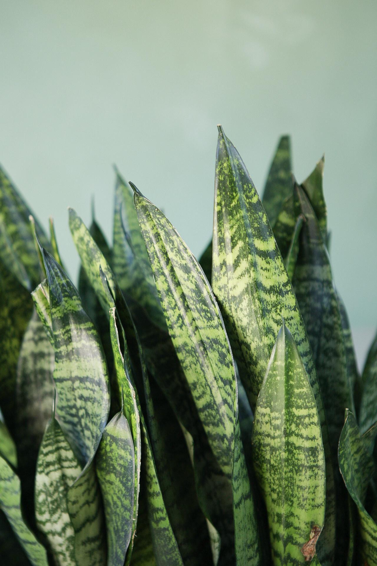 Snake Plant 'Robusta'