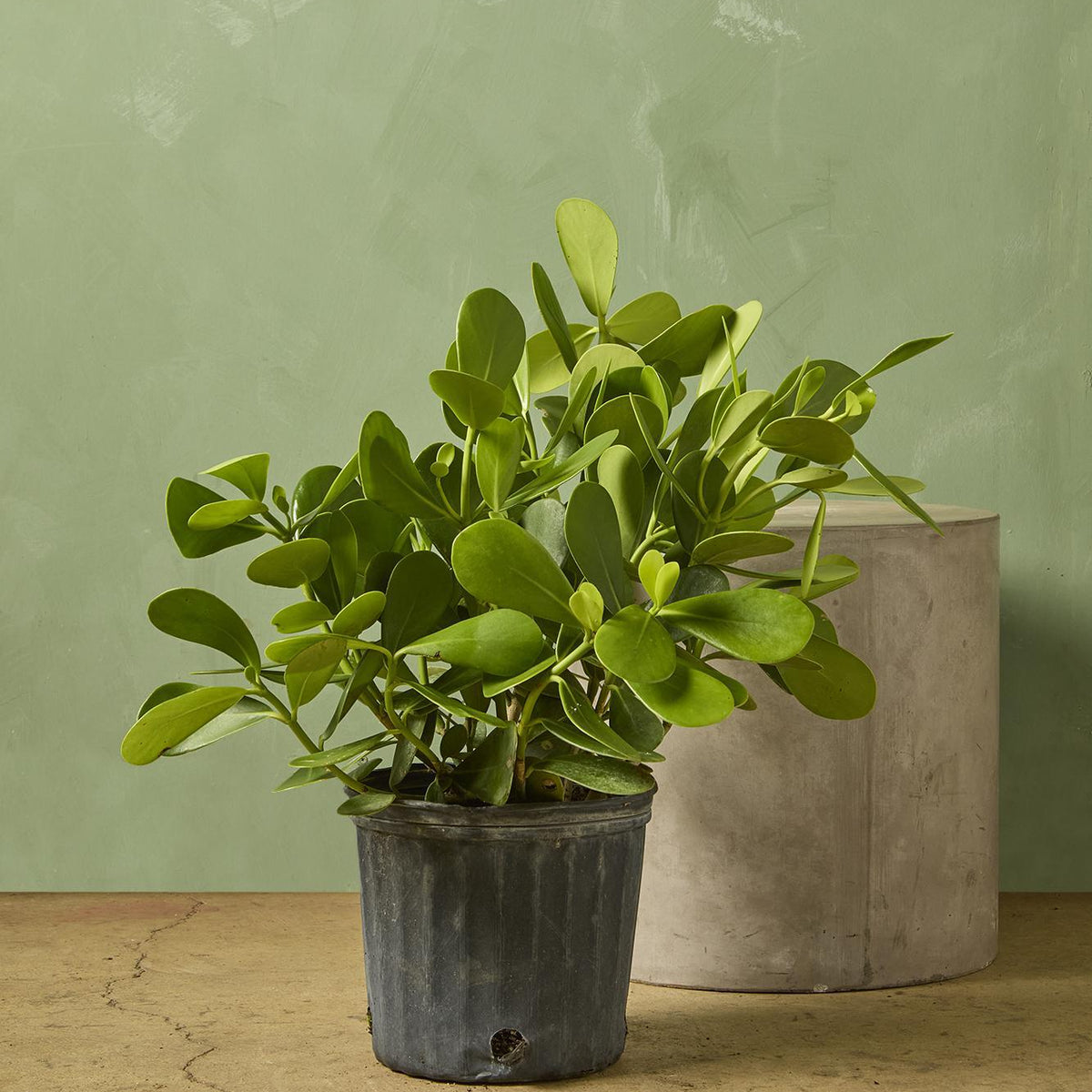 autograph plants Dwarf Autograph Tree