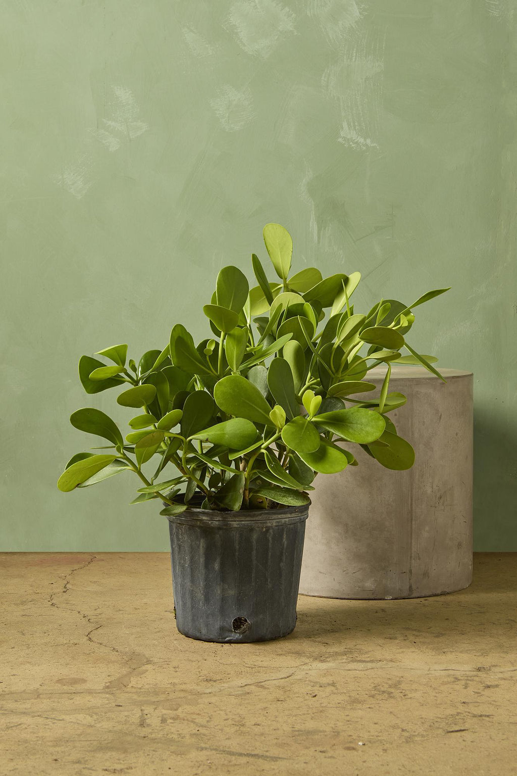 autograph plant Dwarf Autograph Tree