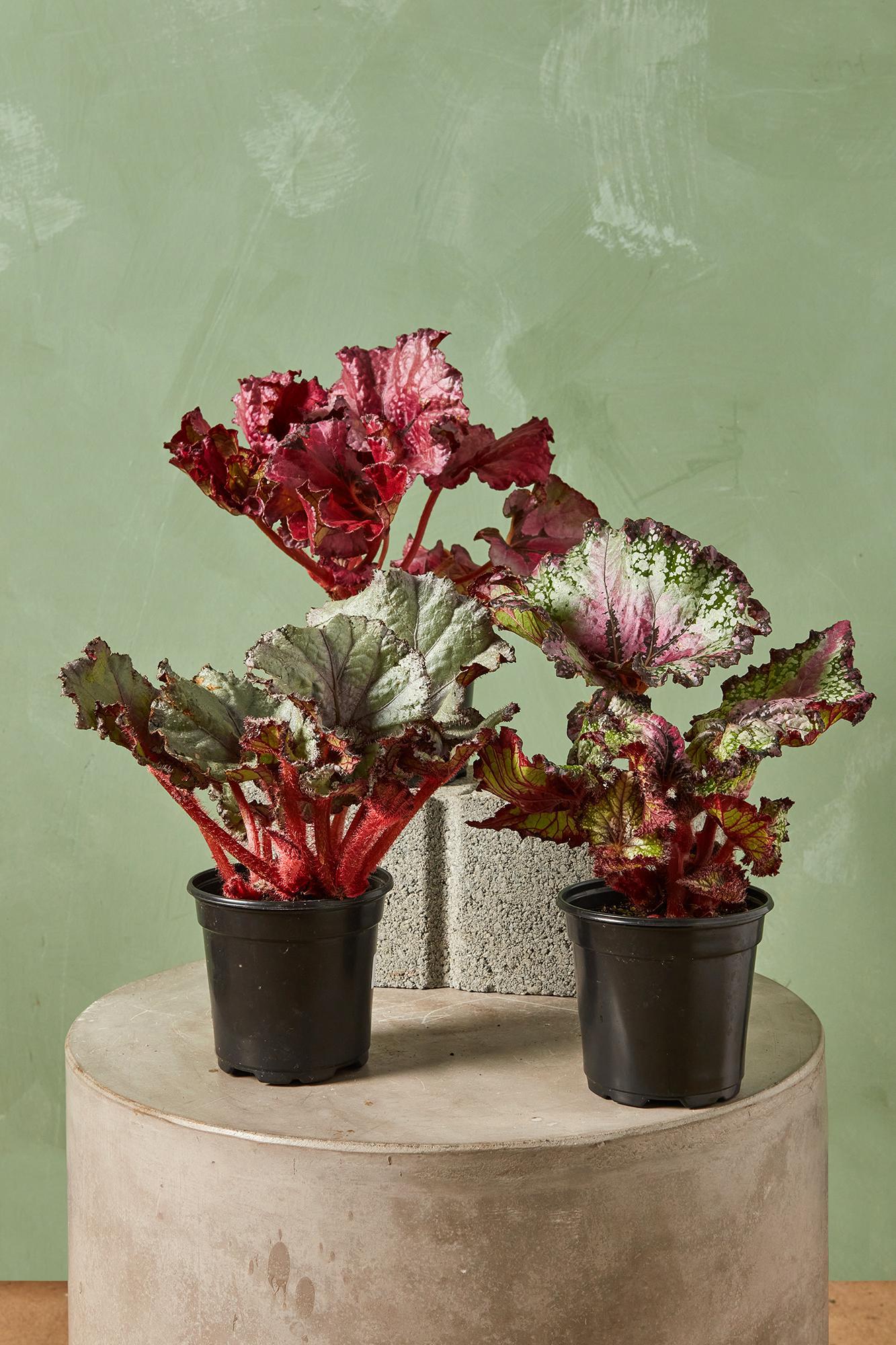 Rex Begonia