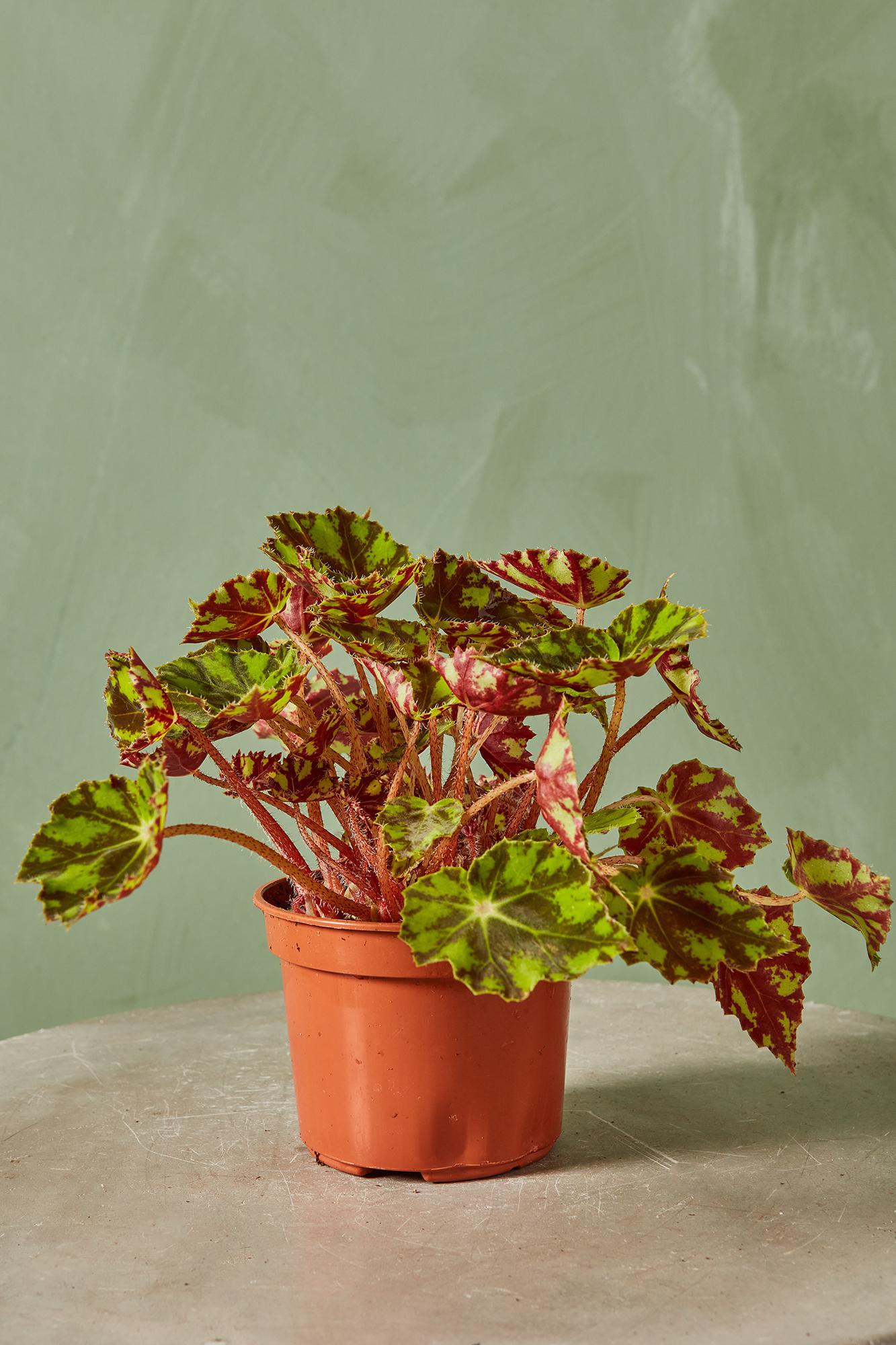 Rex Begonia 'Tiger Kitten'