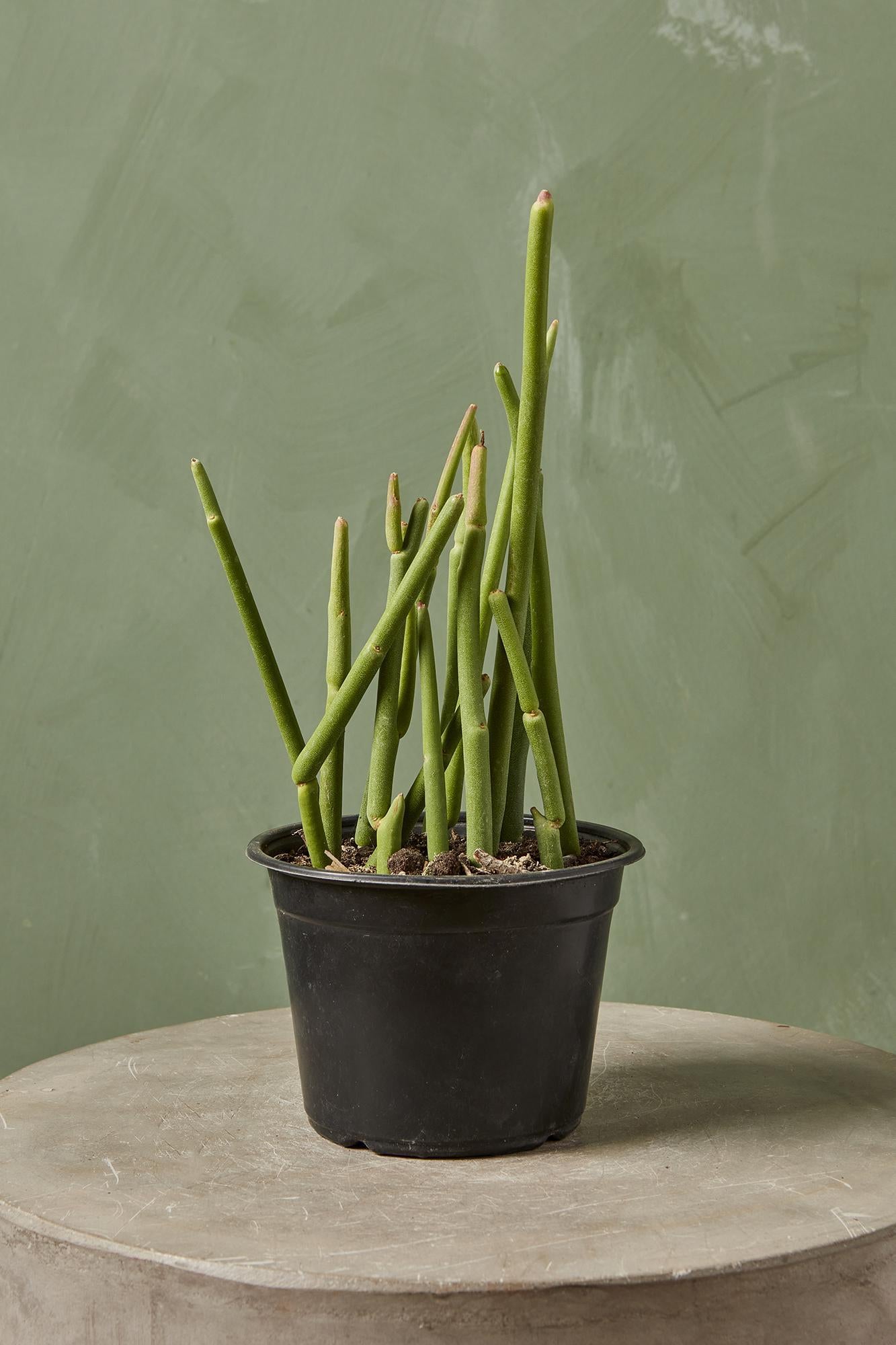 Cat Tail Euphorbia