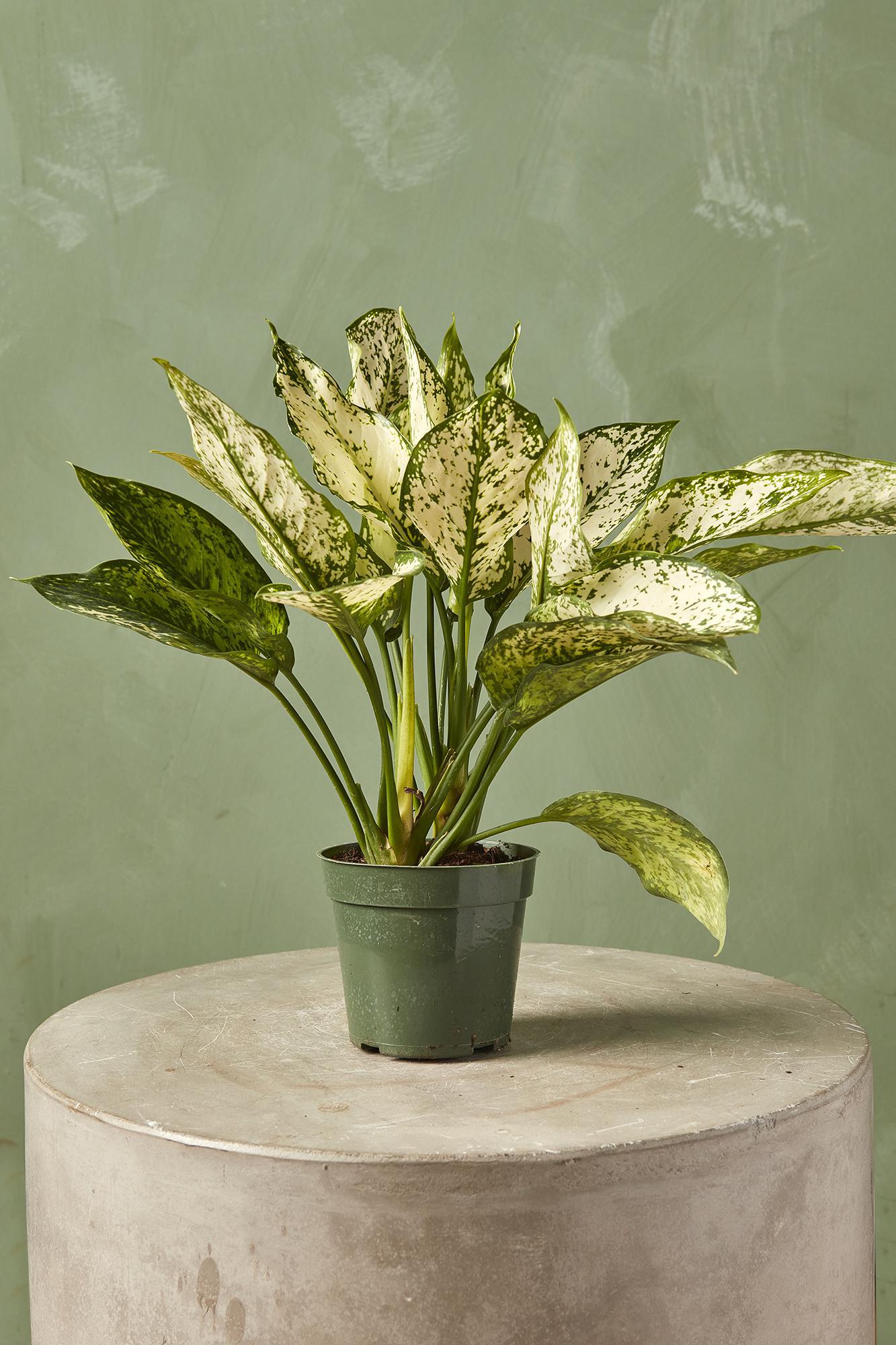 Aglaonema 'Wintry Winehouse'