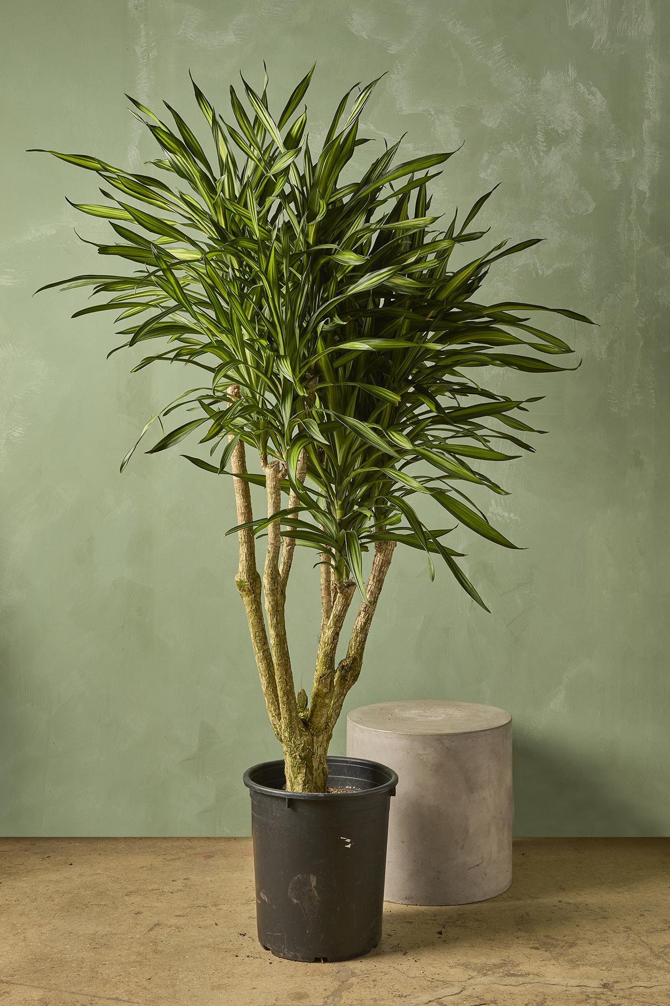 Dracaena 'Randy'