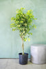 Umbrella Tree 'Trinette'